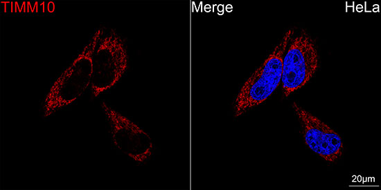 ABflo® 594-conjugated Goat anti-Rabbit IgG (H+L)