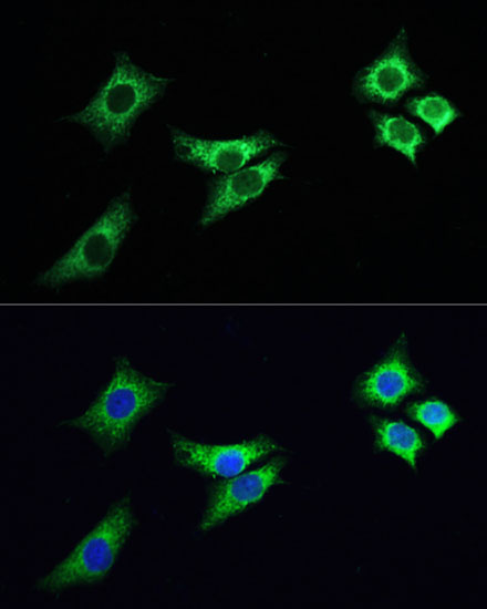 ABflo® 488-conjugated Goat anti-Rabbit IgG (H+L)