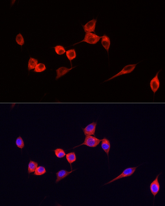 ABflo® 594-conjugated Goat anti-Mouse IgG (H+L)