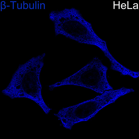 ADC年鑑2024 ABflo® 405-conjugated Goat anti-Rabbit IgG (H+L)