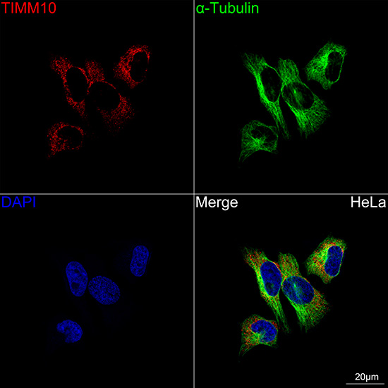 ABflo® 647-conjugated Goat anti-Rabbit IgG (H+L)