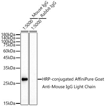 HRP-conjugated Goat anti-Mouse IgG Light Chain