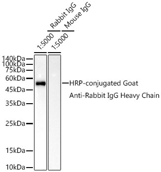 HRP-conjugated Goat anti-Rabbit IgG Heavy Chain