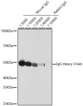 HRP-conjugated Goat anti-Mouse IgG Heavy Chain