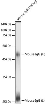 Goat Anti-Mouse IgG (H+L)