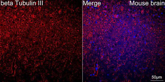 ABflo® 750-conjugated Goat anti-Rabbit IgG (H+L)