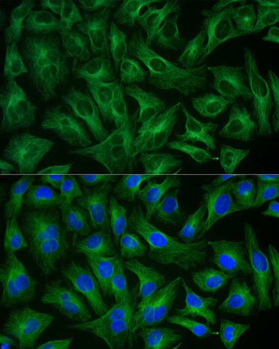 ABflo® 488-conjugated Goat anti-Rabbit IgG (H+L)