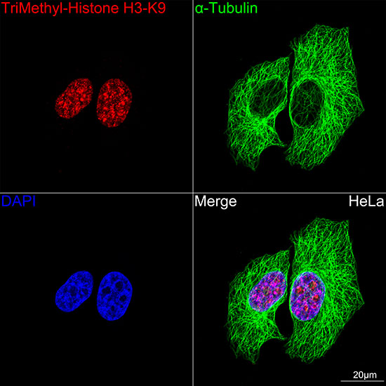 ABflo® 488-conjugated Goat anti-Mouse IgG (H+L)