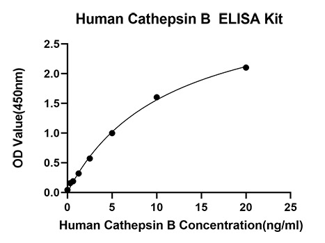 Rabbit anti-Human Cathepsin B mAb  (CAP)