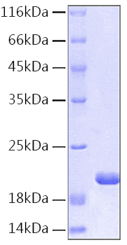 Recombinant Human IL-1RN Protein