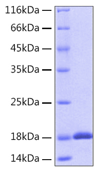 Recombinant Human IL-18 Protein