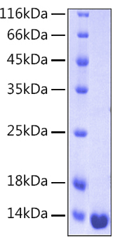 Recombinant Human Galectin-1/LGALS1 Protein