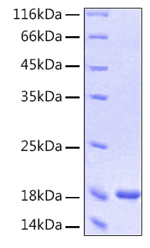 Recombinant Human IFN-alpha 1/13(Q114A) Protein