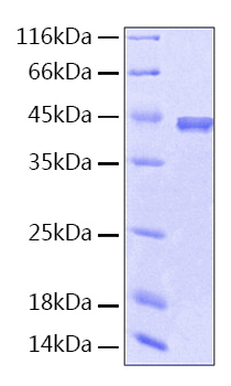 Recombinant Human Serpin F1/PEDF Protein