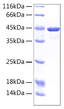 Recombinant Human SLC3A2/CD98 Protein