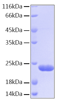 Recombinant Human BID Protein