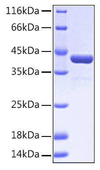 Recombinant Human EphA2/ECK Protein