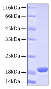 Recombinant Human UBE2L3 Protein