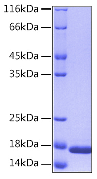 Recombinant Human IL-36 alpha/IL-1F6 Protein