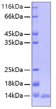 Recombinant Human Leptin/LEP Protein