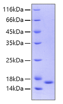 Recombinant Human IL-36 gamma/IL-1F9 Protein