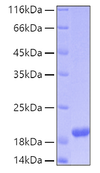 Recombinant Human MANF Protein