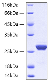 Recombinant Human Apolipoprotein A-I/APOA1 Protein