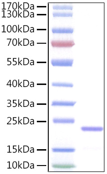 Recombinant Human IL-11 Protein