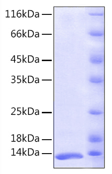 Recombinant Human FKBP1A/FKBP12  Protein