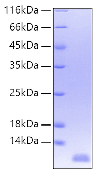 Recombinant Human IL-8/CXCL8/GCP-1 Protein