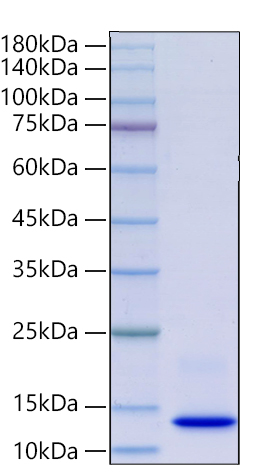 Recombinant Human IL-8/CXCL8/GCP-1 Protein