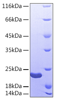 Recombinant Human Sonic hedgehog protein N-product/SHH(C24IVI) Protein