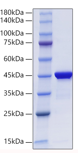 Recombinant Human Alpha-2-MRAP/LRPAP1 Protein