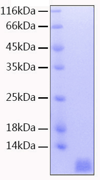 Recombinant Human Neddylin/NEDD8 Protein