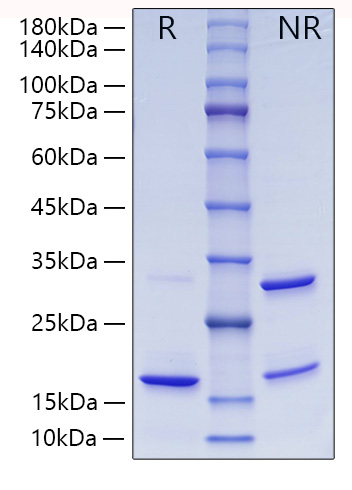 Recombinant Human ISG15 Protein