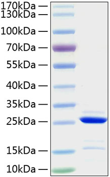 Recombinant Human Bcl-2 Protein