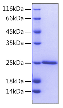 Recombinant Human Bcl-2 Protein