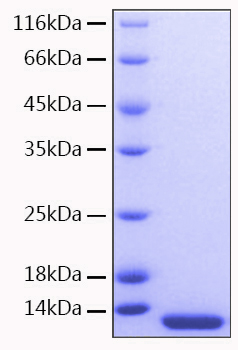 Recombinant Human CCL7/MCP-3 Protein