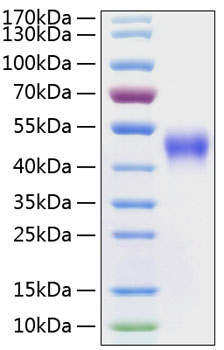 Recombinant Human Fc-gamma RIII alpha/FCGR3A/CD16a Protein