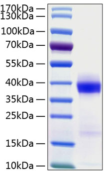 Recombinant Human B7-H1/PD-L1/CD274 Protein