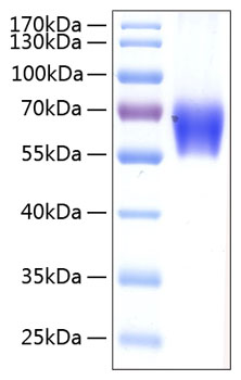 Recombinant Human PD-1/PDCD1/CD279 Protein