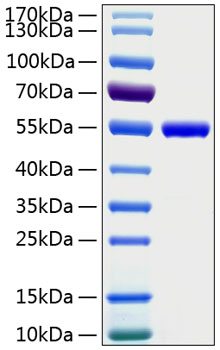 Recombinant Human LEU3/CD4 Protein