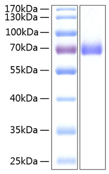 Recombinant Human EphA2/ECK Protein