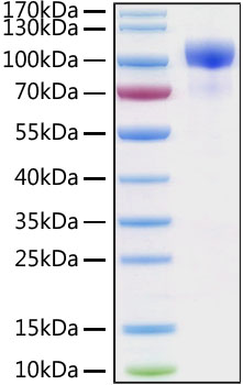 Recombinant Human ErbB-3/HER3 Protein