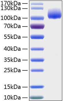 Recombinant Human Trk-A/NTRK1 Protein