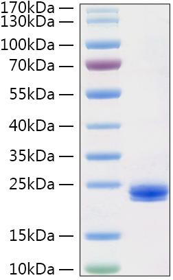 Recombinant Human IL-1 alpha Protein