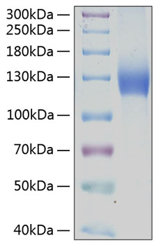 Recombinant Human PDGFR-alpha/CD140a Protein