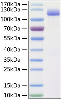 Recombinant Human ALCAM/CD166 Protein