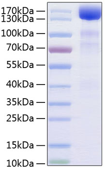 Recombinant Human VEGFR-3/FLT-4 Protein