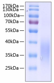 Recombinant Human c-Kit ligand/KITLG/SCF Protein